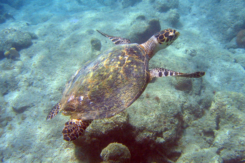 Hawksbill Turtle