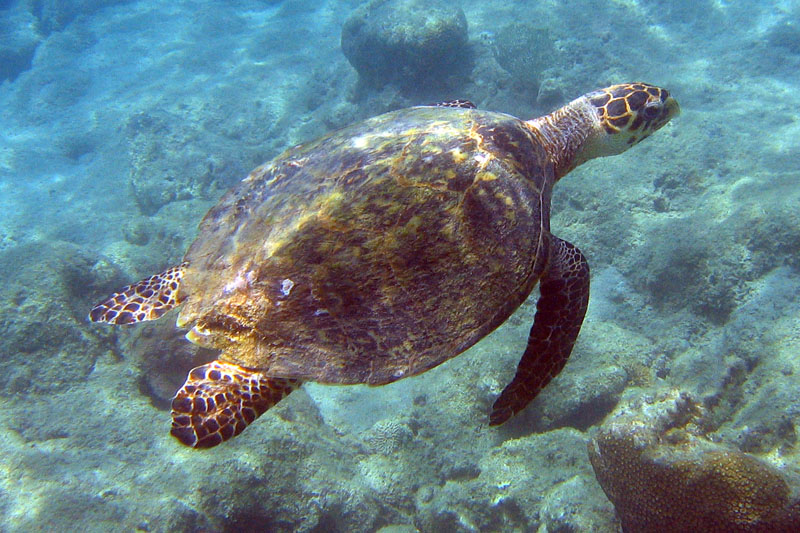 Hawksbill Turtle