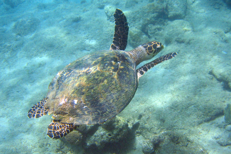 Hawksbill Turtle