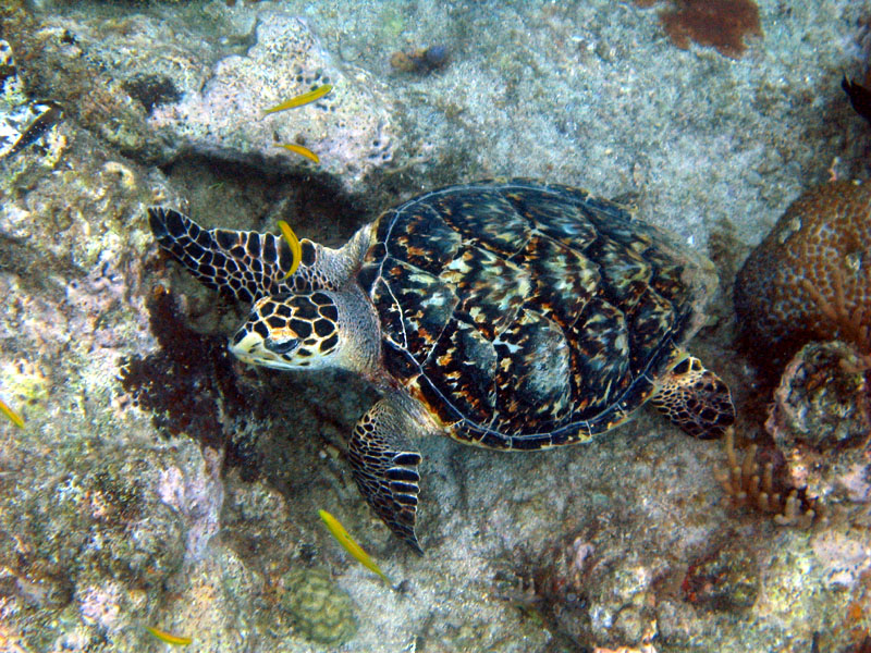 Hawksbill Turtle