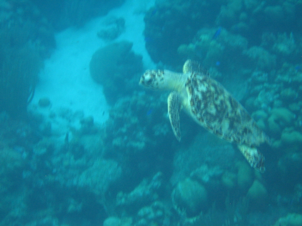 Hawksbill Turtle