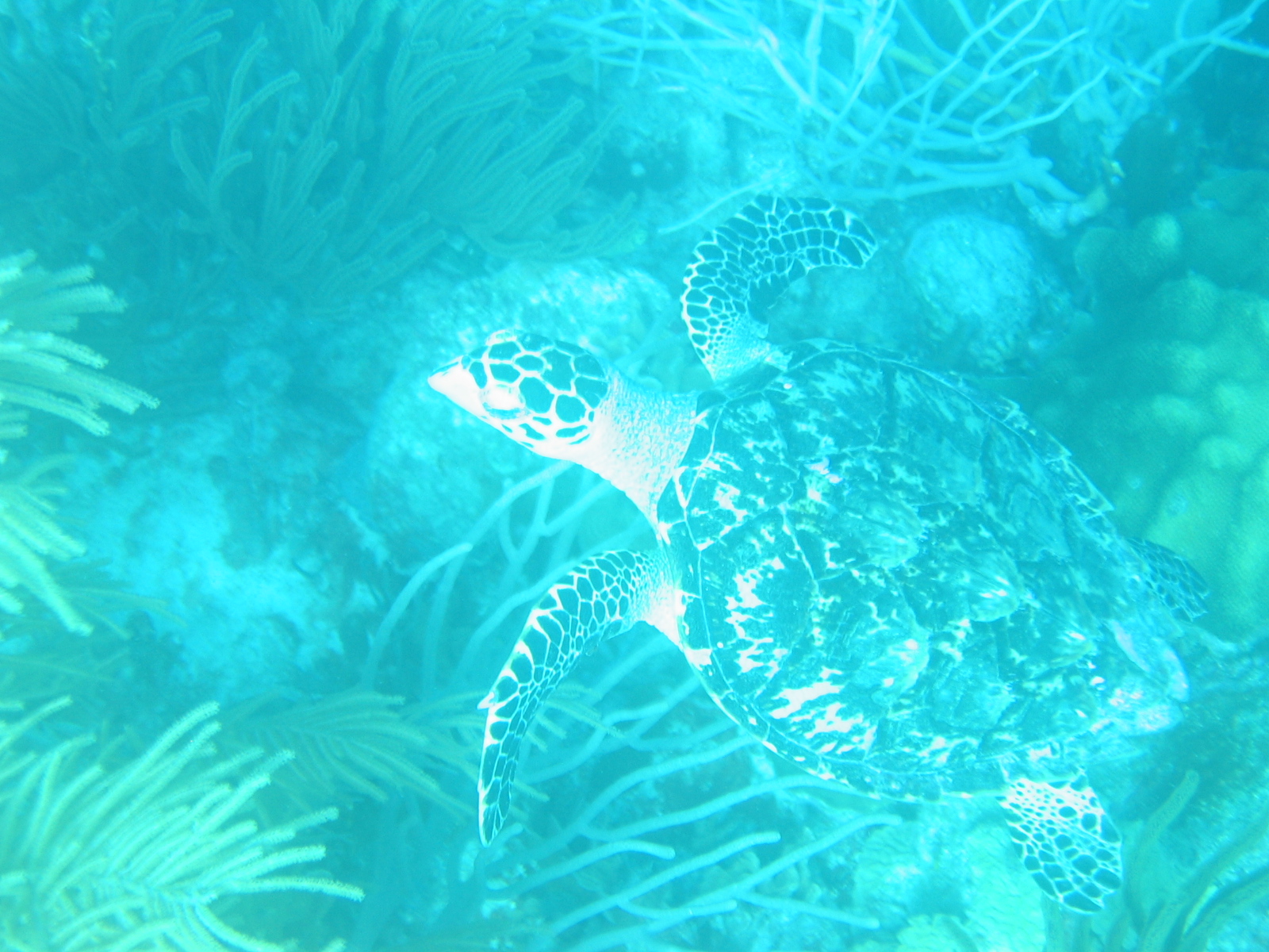 Hawksbill Turtle