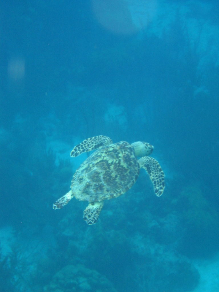 Hawksbill Turtle