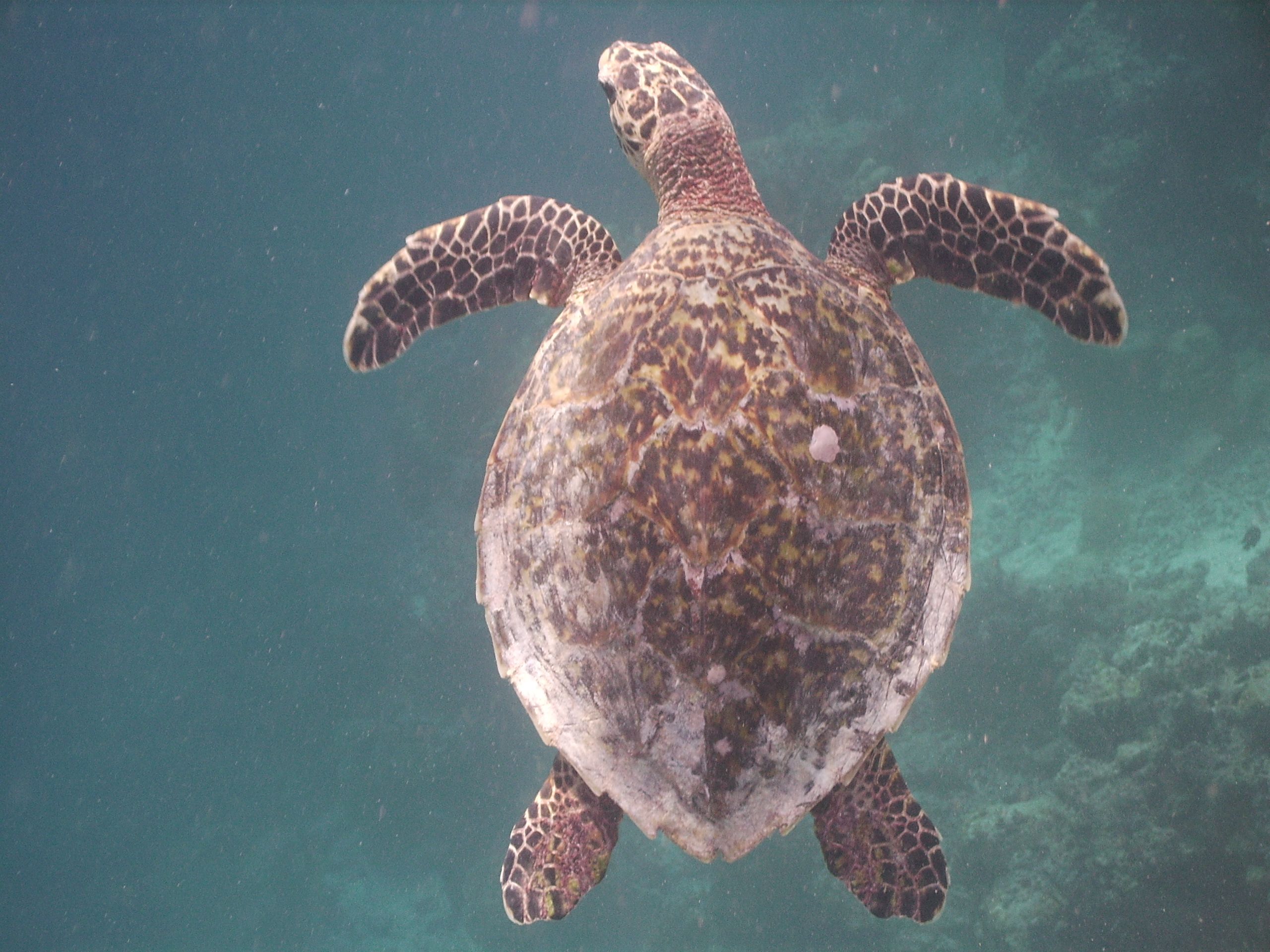 Hawksbill Turtle