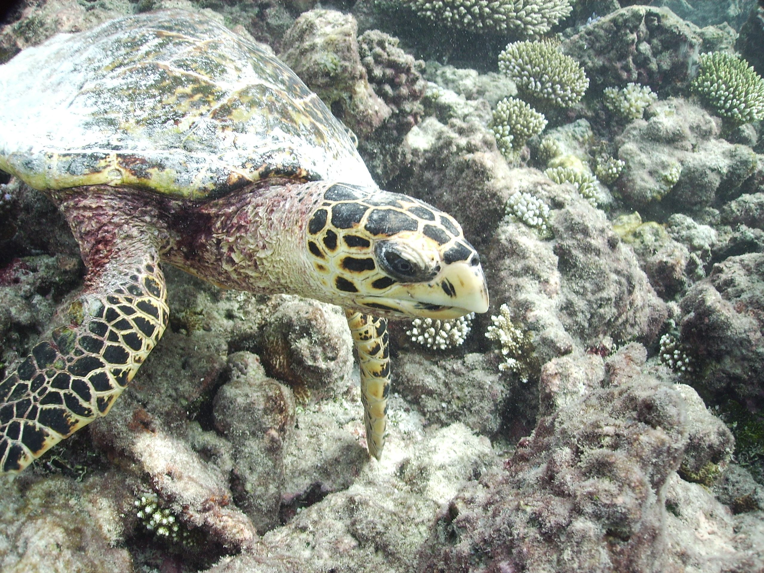 Hawksbill Turtle