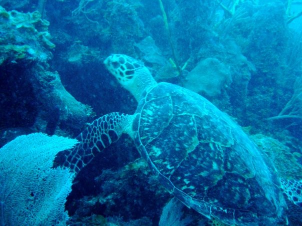 hawksbill turtle