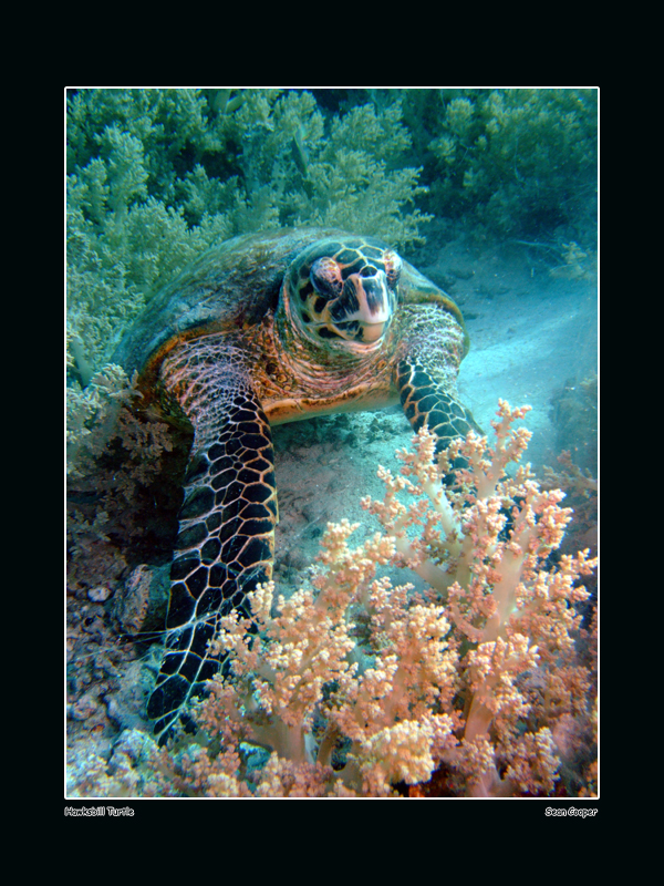 Hawksbill Turtle