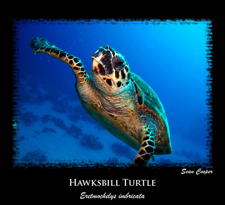 Hawksbill Turtle