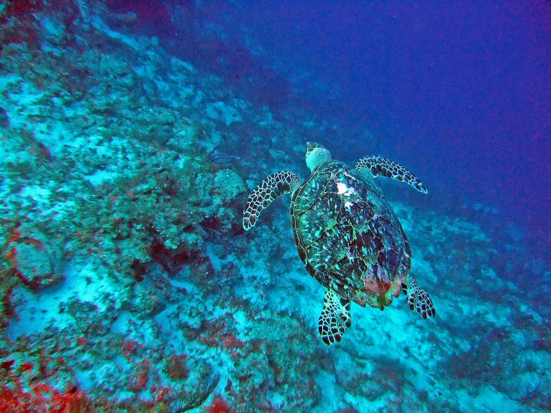 Hawksbill Turtle