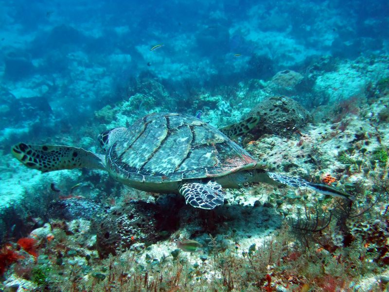 Hawksbill Turtle