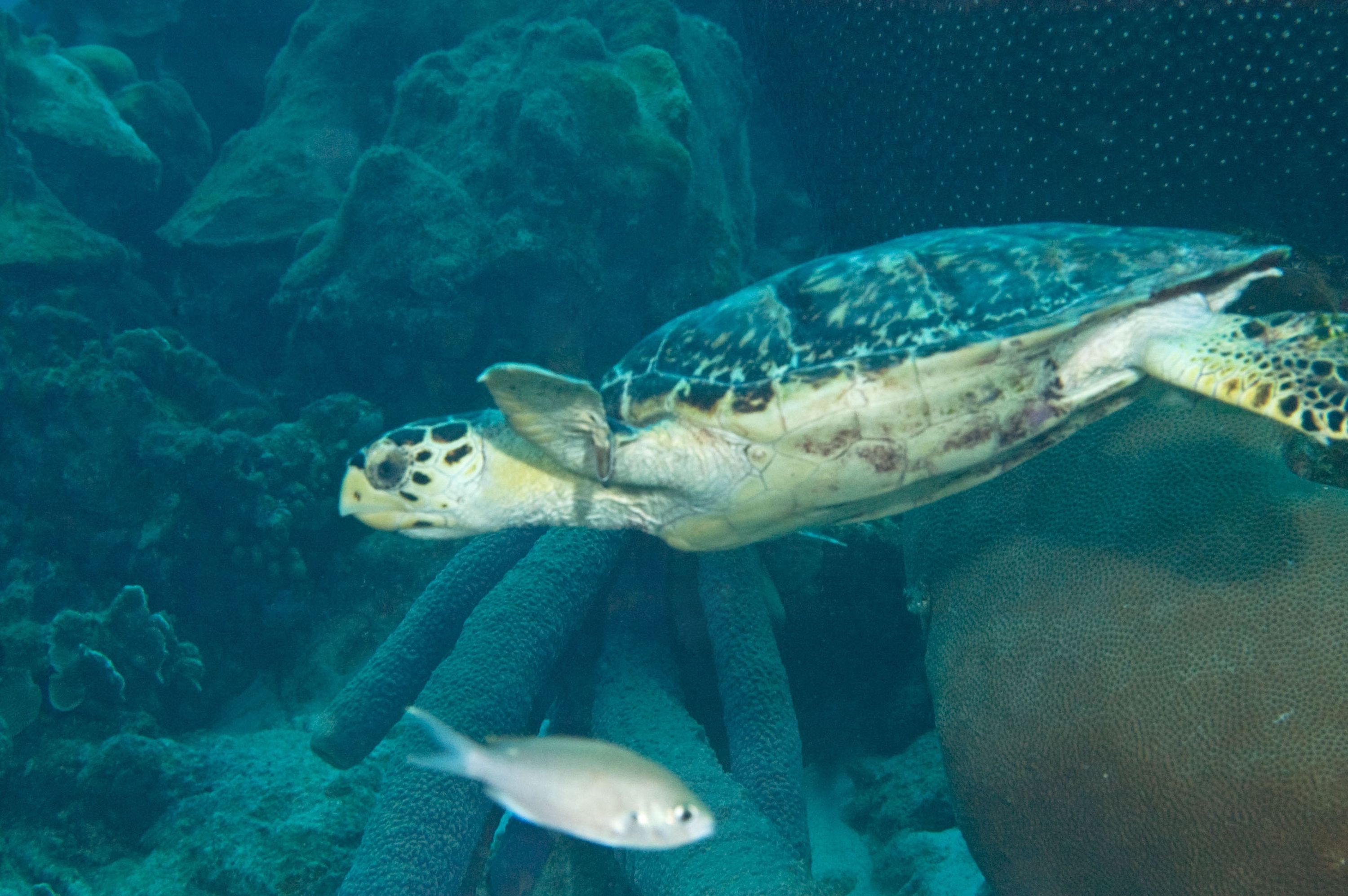 Hawksbill turtle