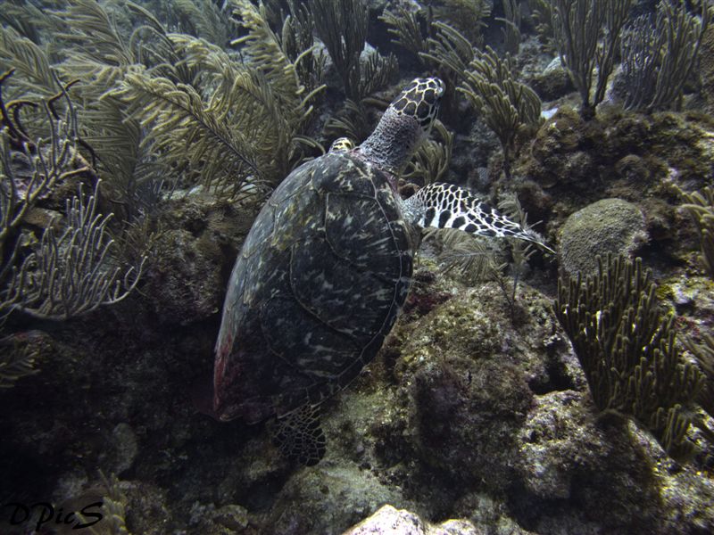 Hawksbill Turtle