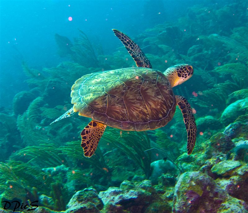 Hawksbill Turtle