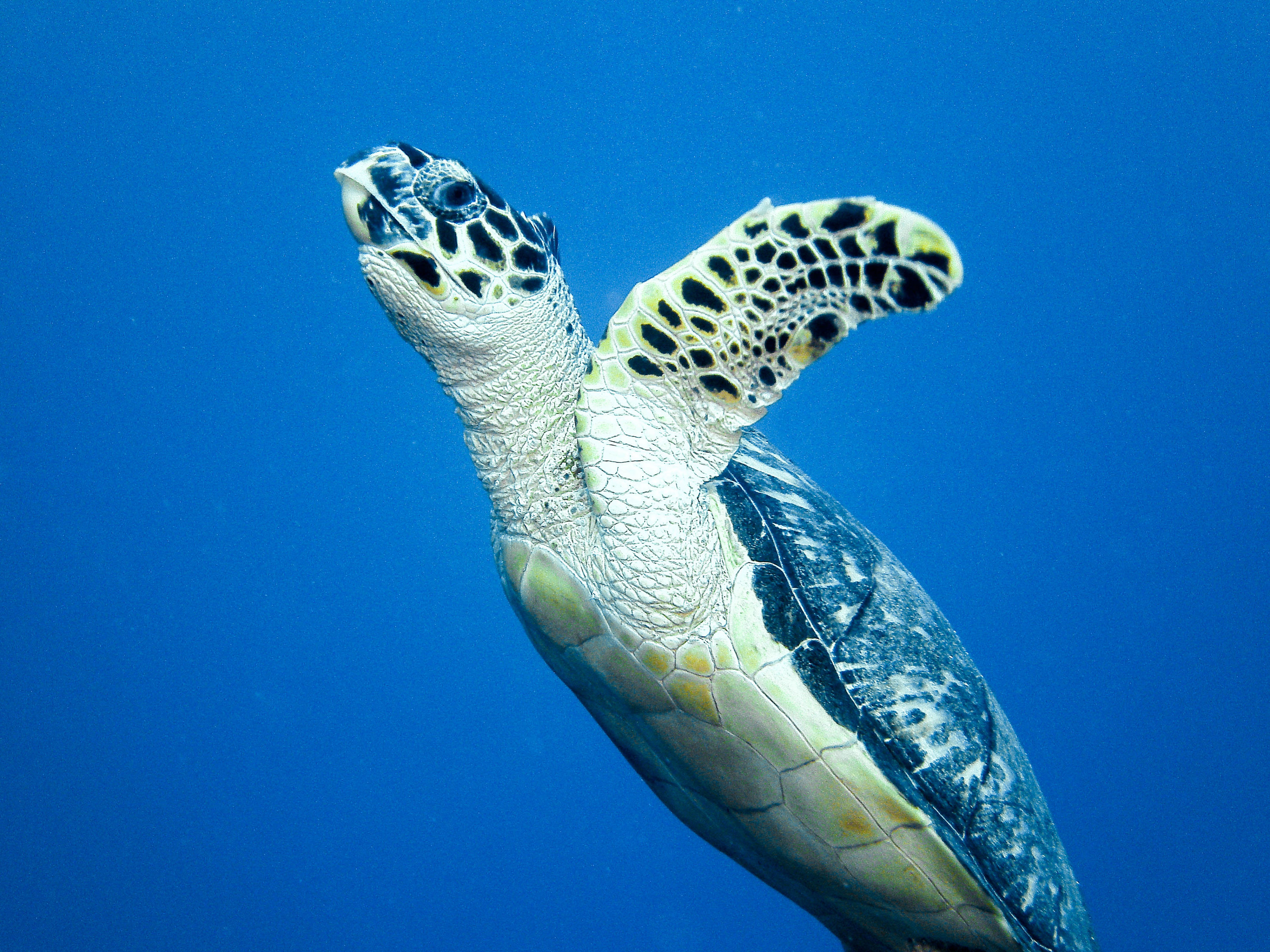 Hawksbill turtle