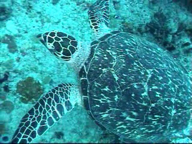 Hawksbill Turtle