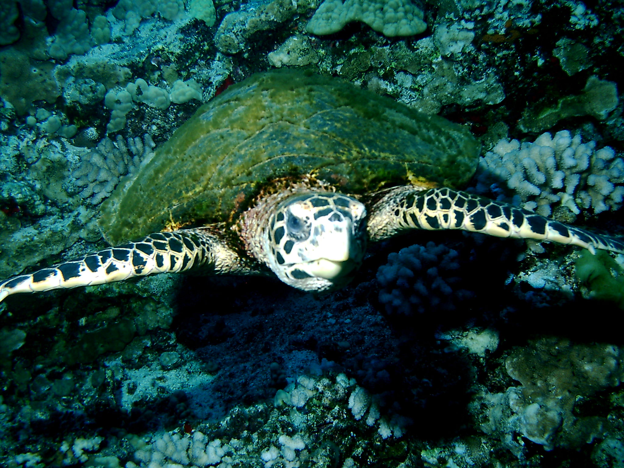 Hawksbill Turtle