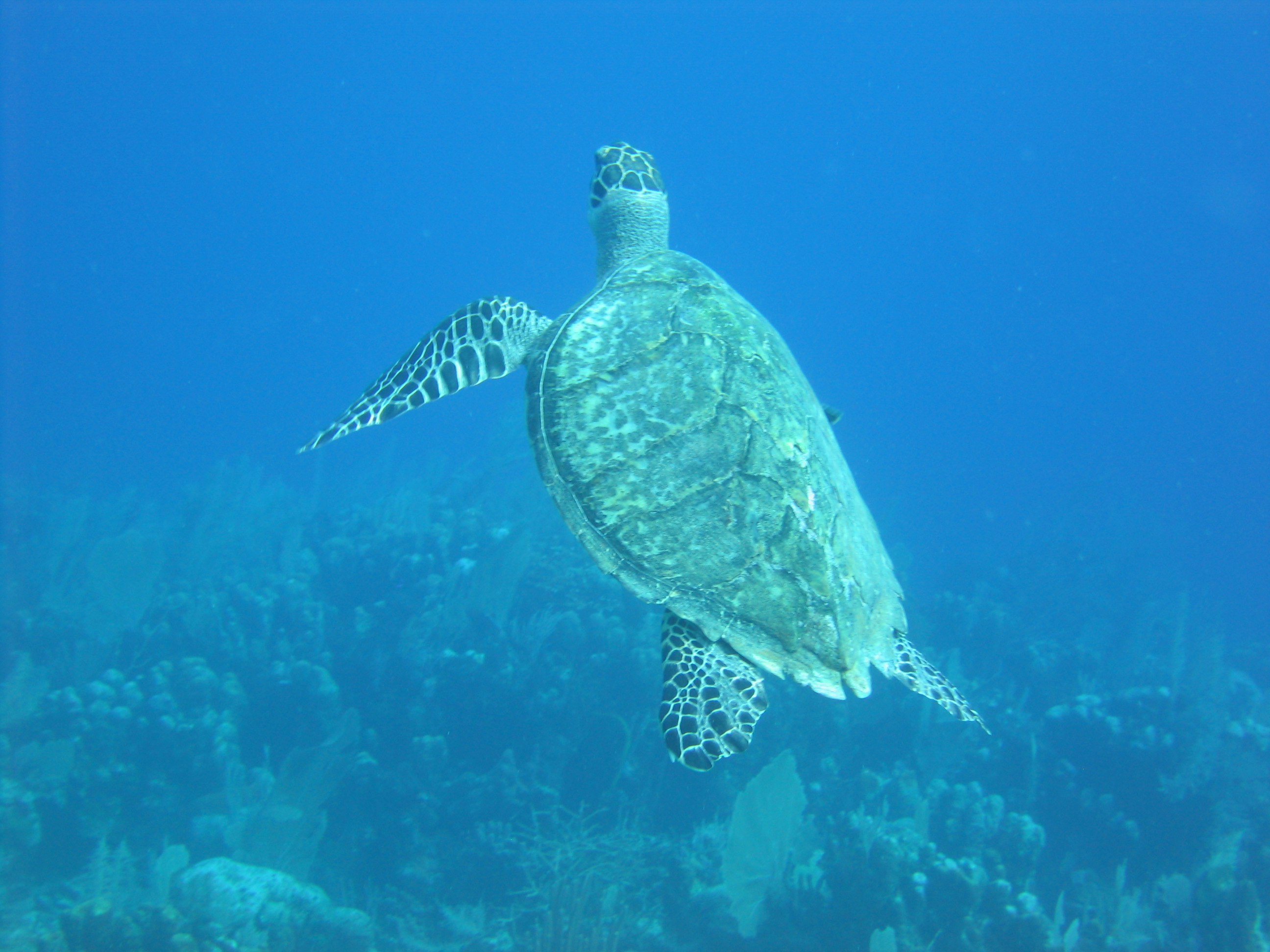 Hawksbill turtle