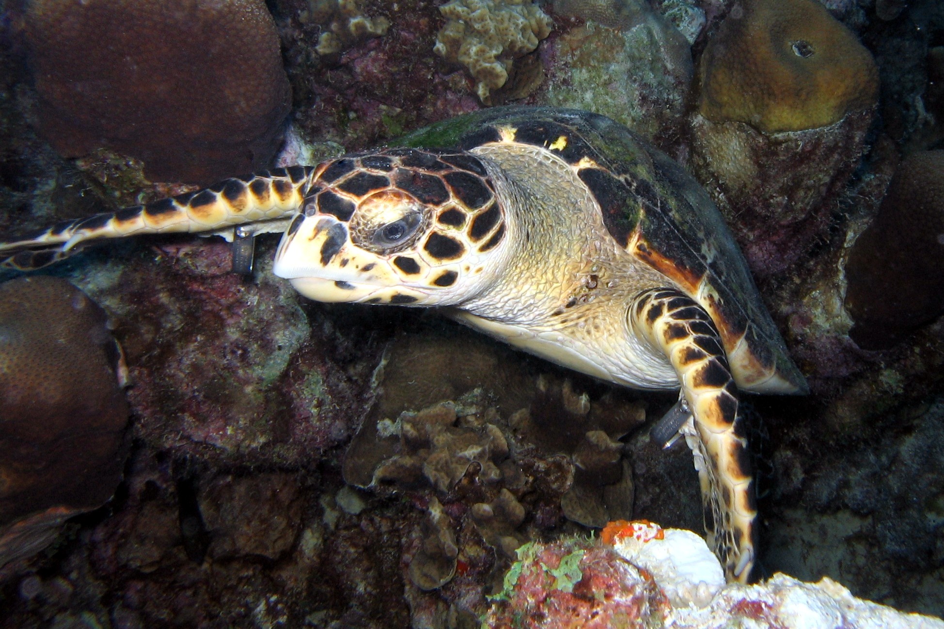 Hawksbill Turtle