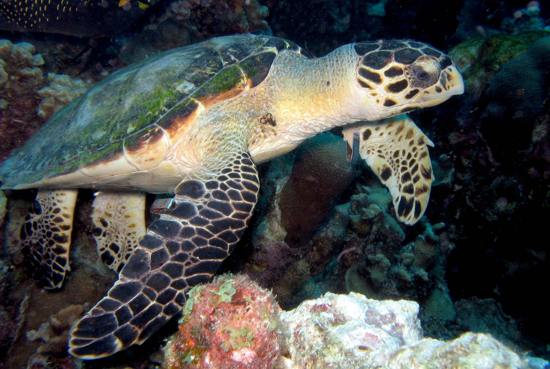 Hawksbill Turtle