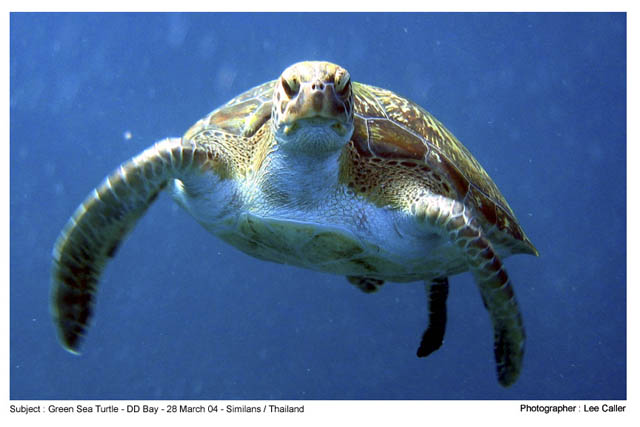 Hawksbill Turtle