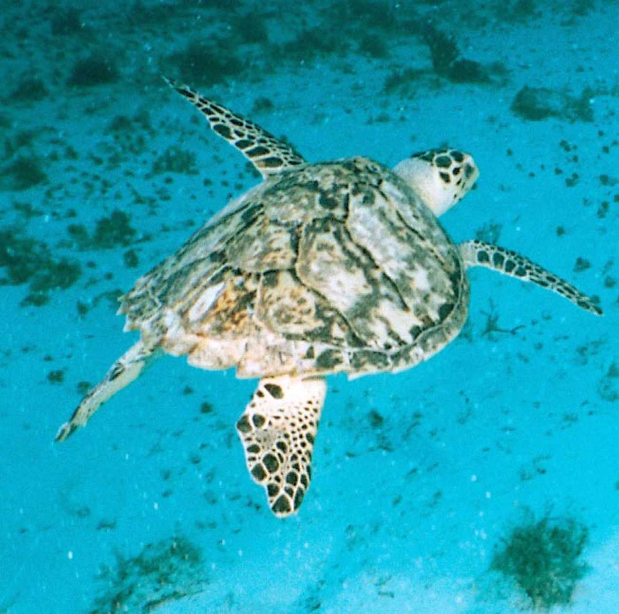 Hawksbill Turtle