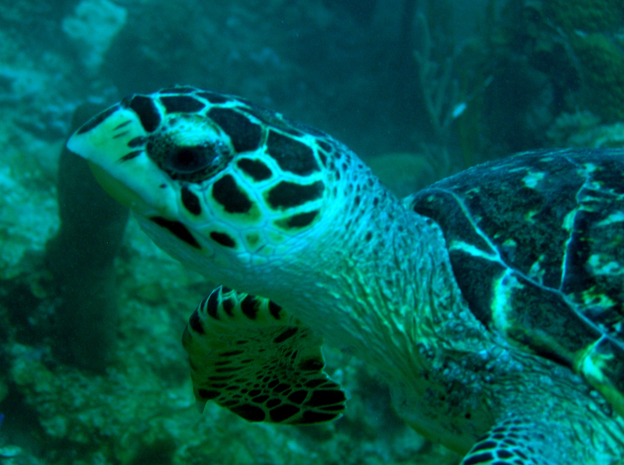 Hawksbill Turtle