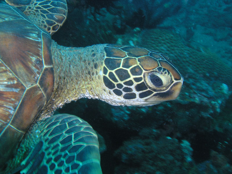 Hawksbill Turtle