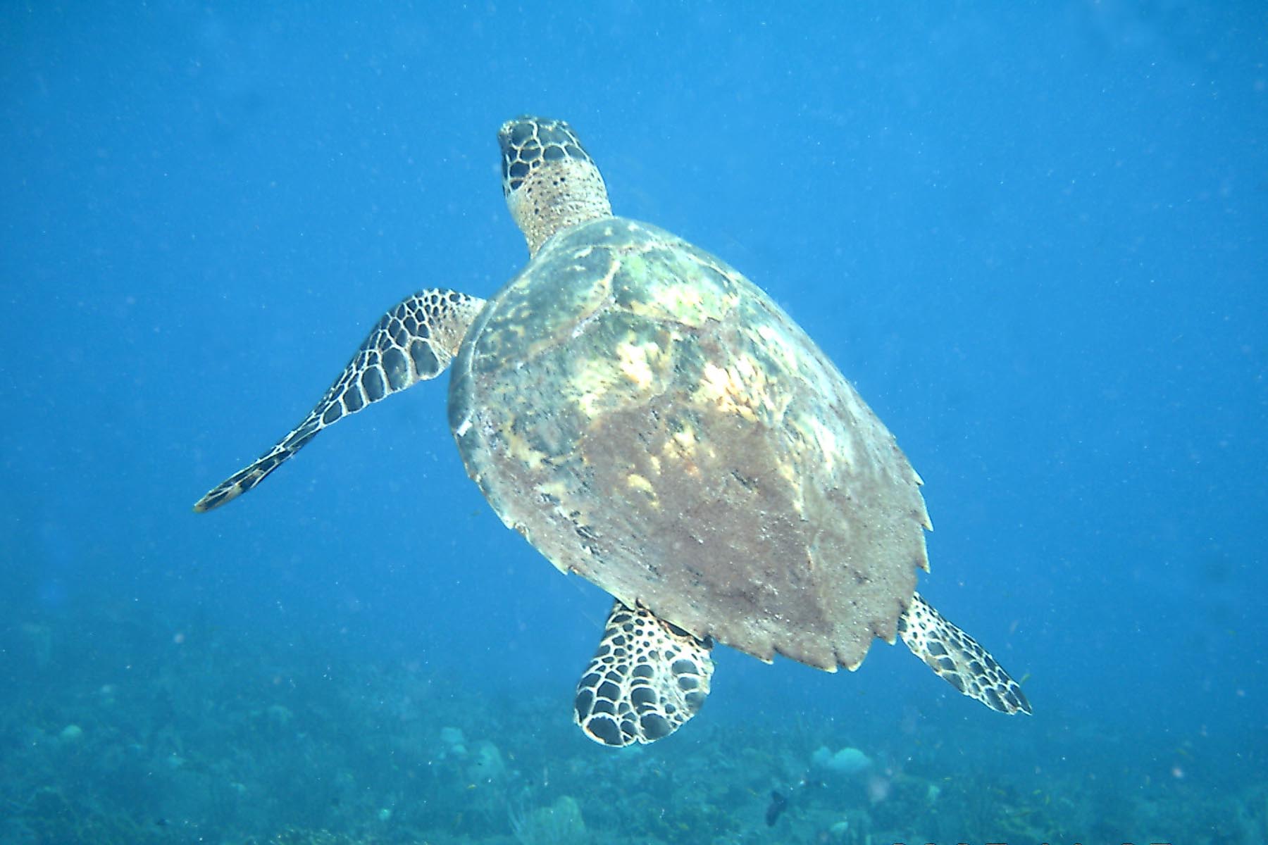 Hawksbill Turtle