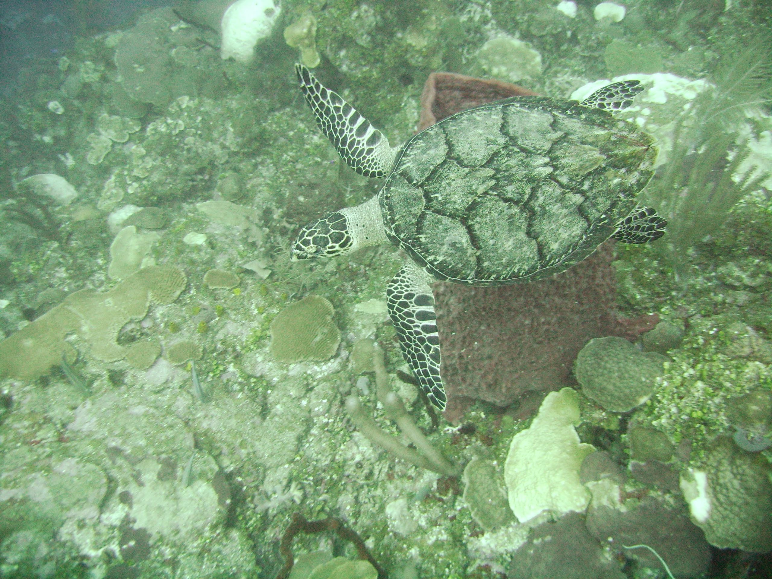 Hawksbill Turtle