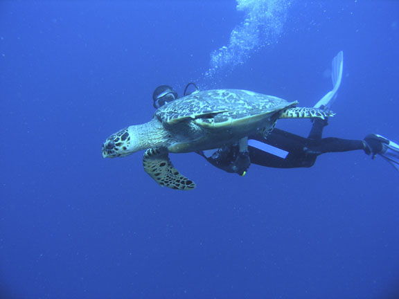 Hawksbill Turtle