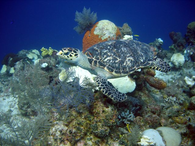 Hawksbill Turtle