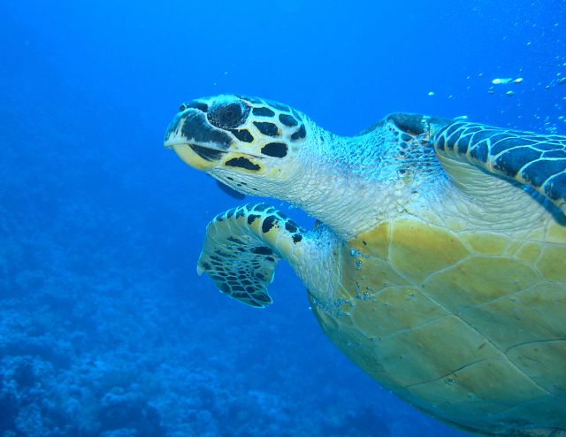 Hawksbill Turtle