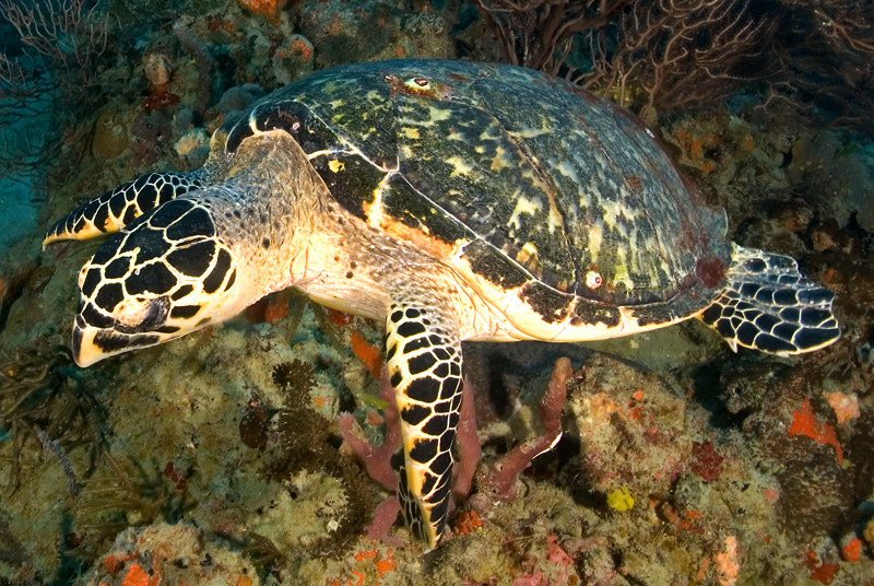 Hawksbill Turtle