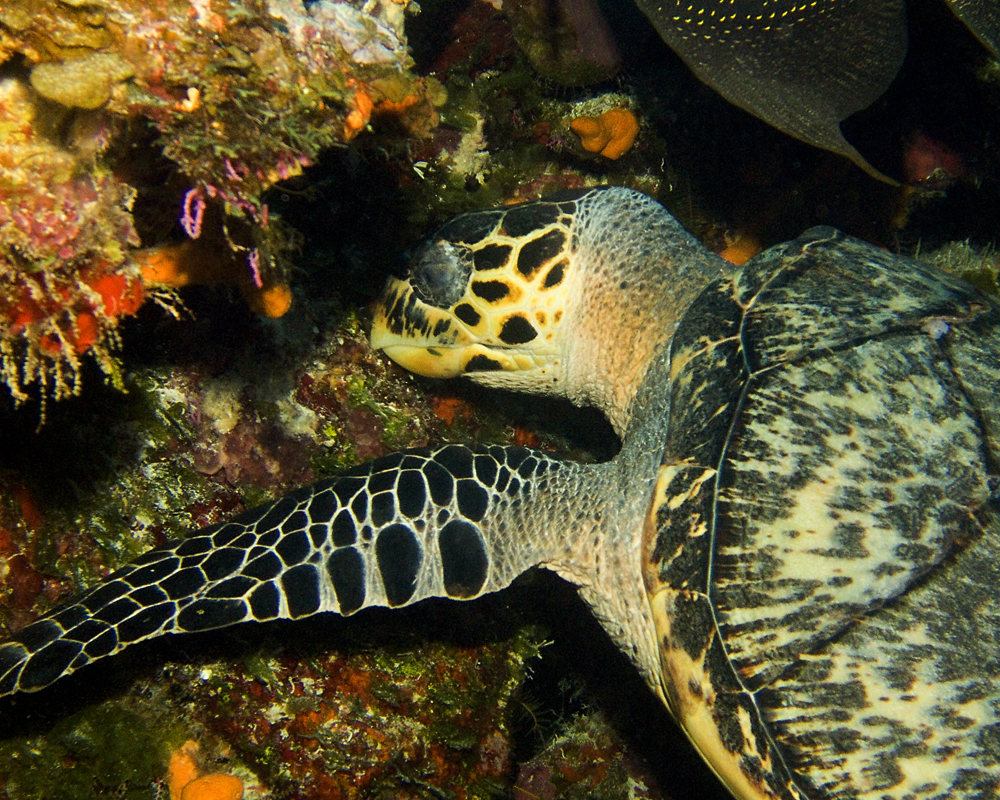 Hawksbill Turtle