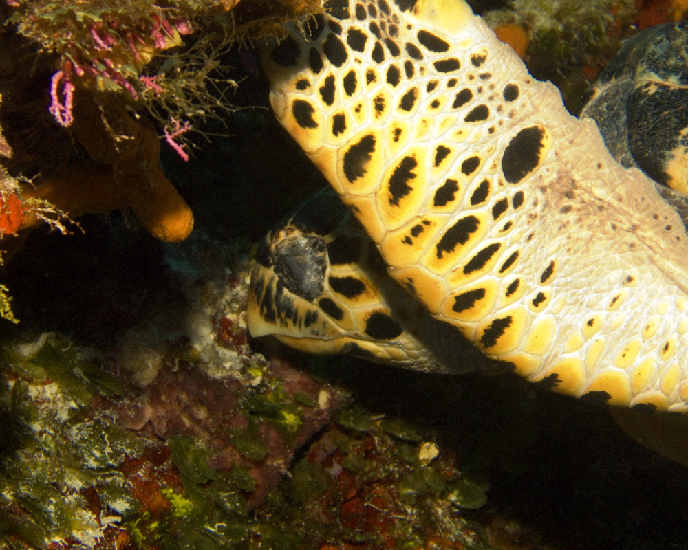 Hawksbill Turtle