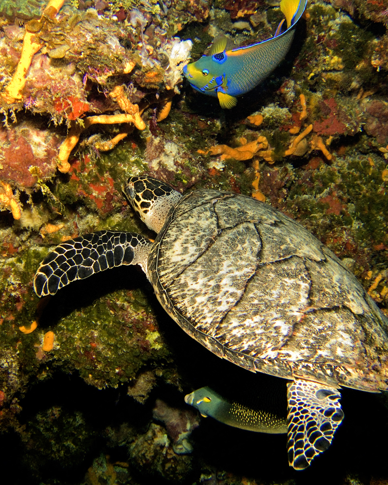 Hawksbill Turtle