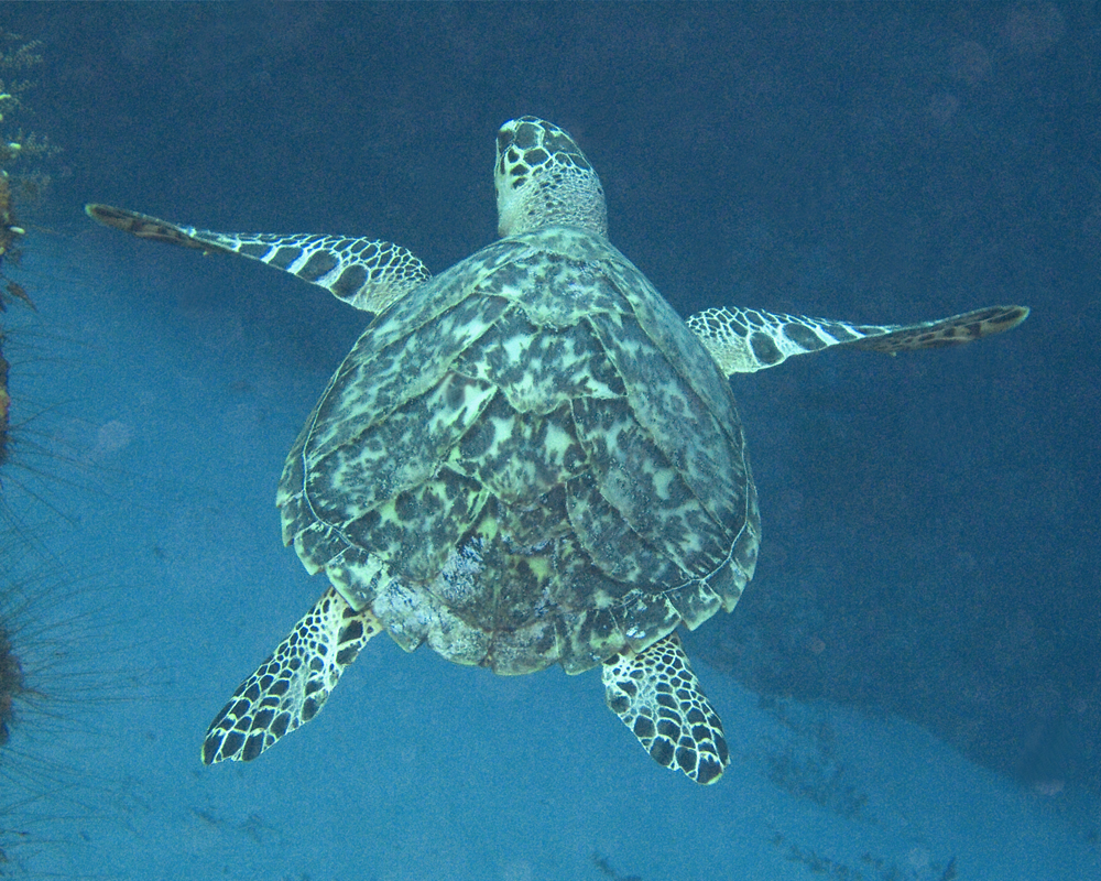 Hawksbill Turtle