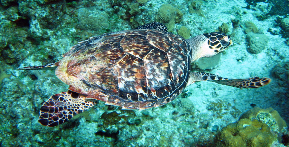 Hawksbill Turtle