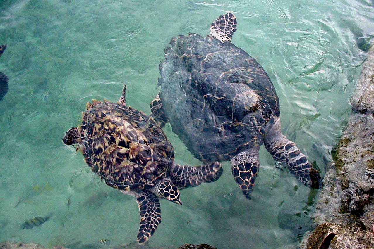 Hawksbill Turtles in Reef House Pool