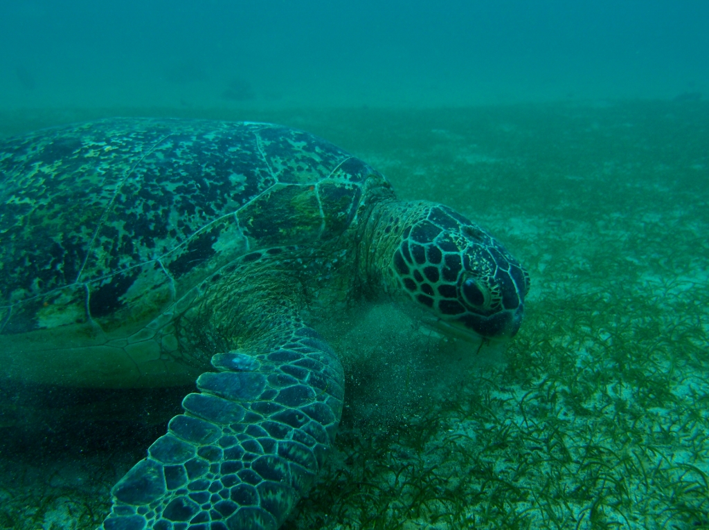 Hawksbill