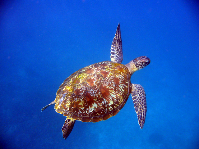 hawksbill