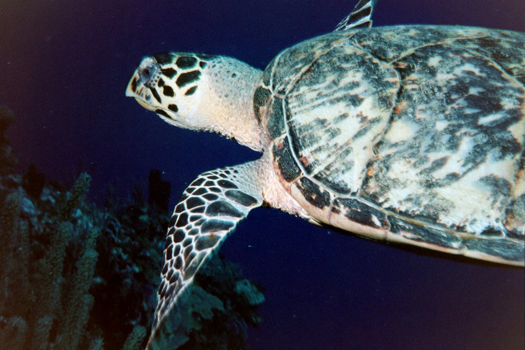 Hawksbill