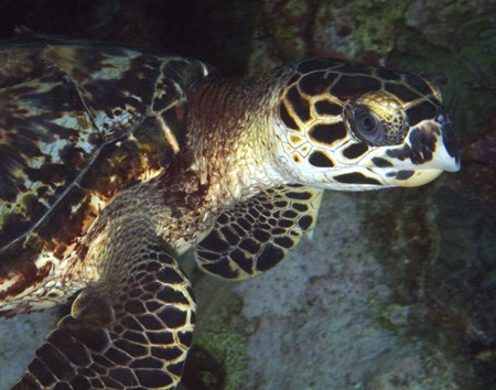 hawksbill