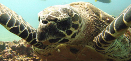 hawksbill_closeup