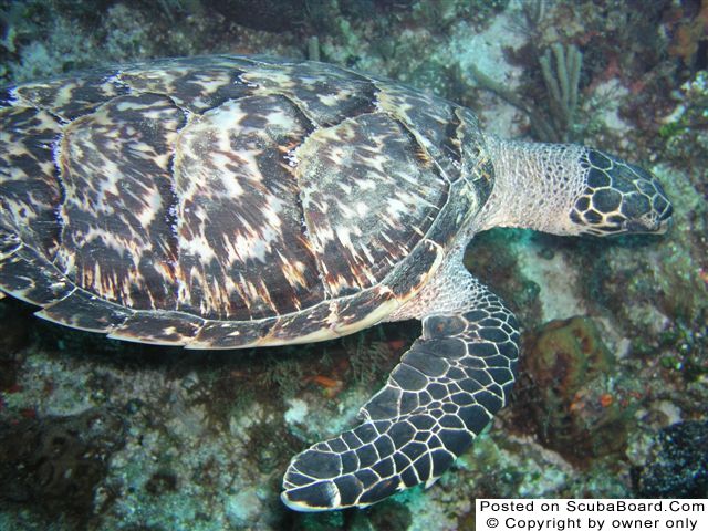 Hawksbill_Turtle