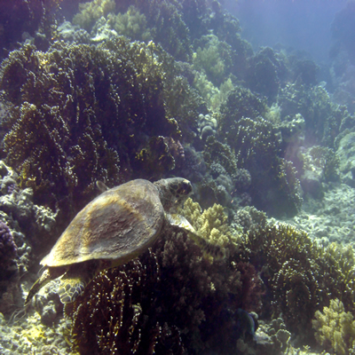 Hawksbill_turtle6