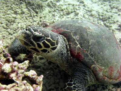 hawksbill_turtle7