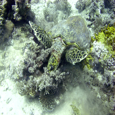 Hawksbill_turtle_feeding_on_coral