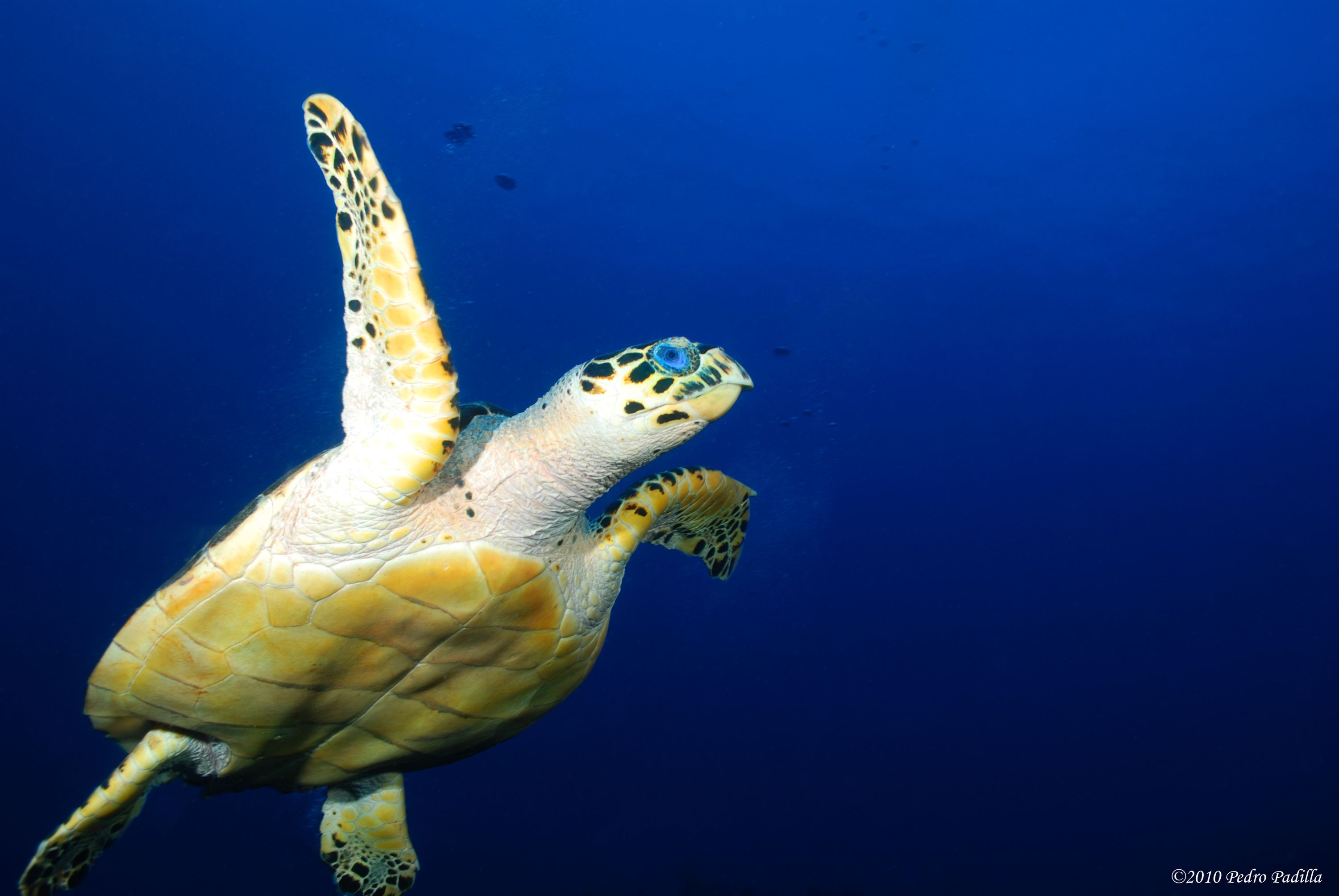 Hawsbill Turtle