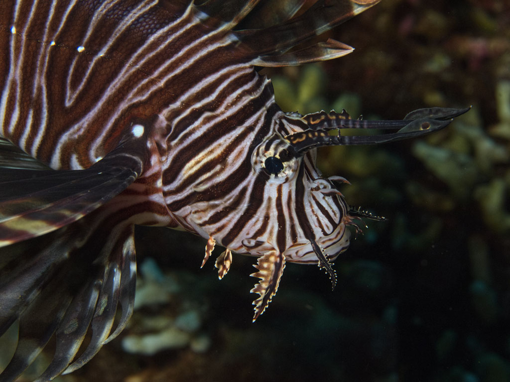 Head of the Lionfish